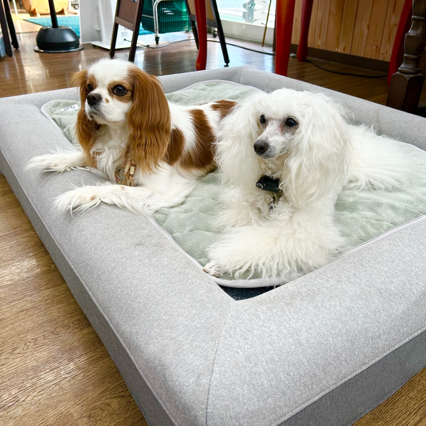 Images たまとポチ 宇津木店