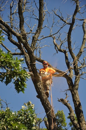 Images Gabriel's Tree Care Company Inc