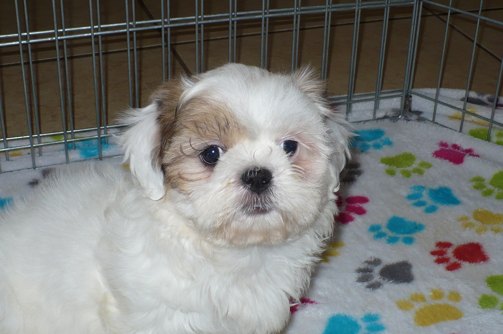 Shih Tzu