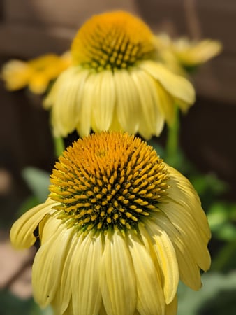 Images Grant Line Garden Center & Nursery