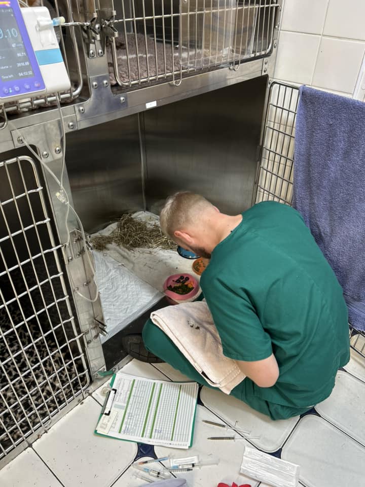 Images Streatham Hill Veterinary Surgery