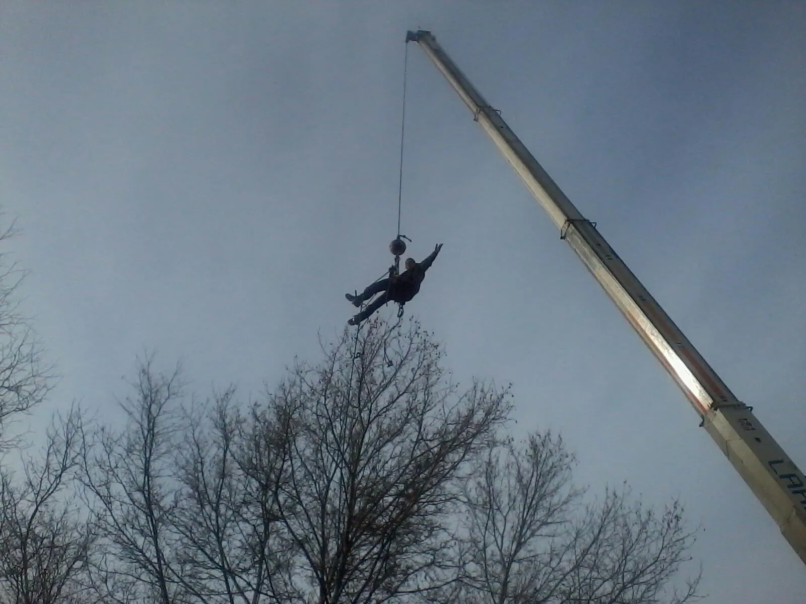 South Valley Tree Image