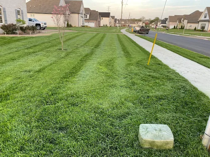 Images Green Leaves Lawn Care