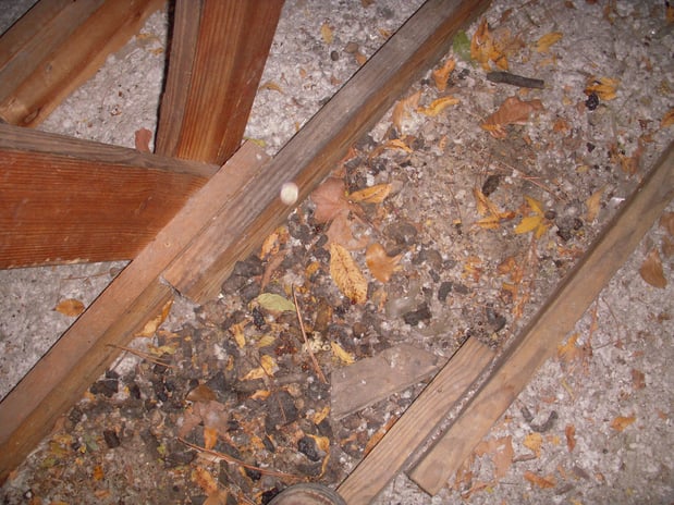 Images Covenant Wildlife