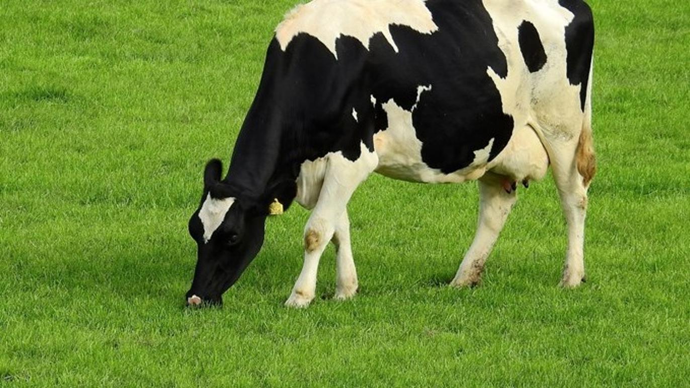 Images Billund Dyreklinik - Vetgruppen A/S