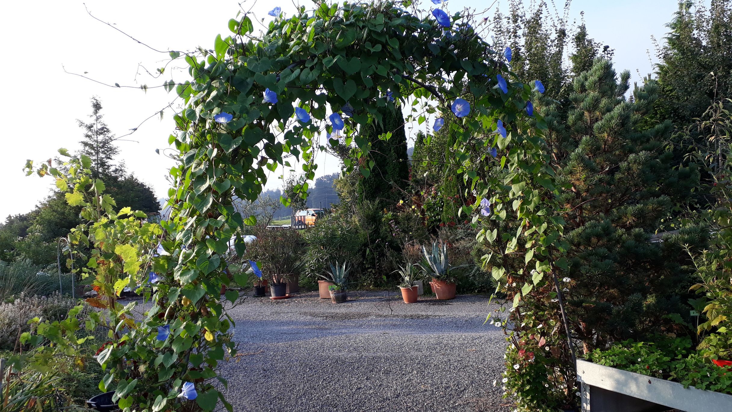 Bilder Gärtnerei Ziegler Samuel