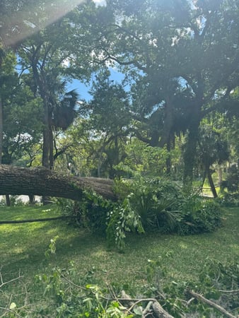 Images Magana Tree Service