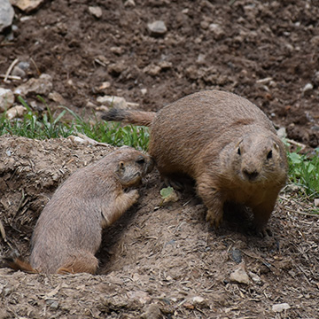 Images 関東駆除センター