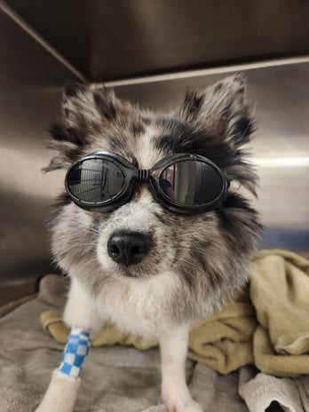 Images VCA Morris Plains Animal Hospital