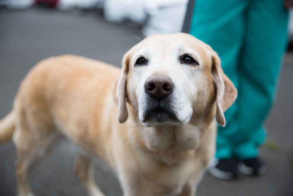 Mt. Scott Animal Clinic Photo