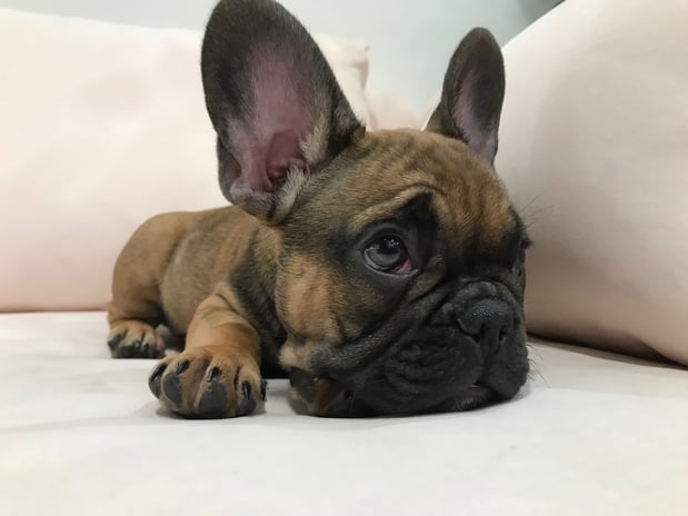 Images Melrose La Brea Animal Hospital