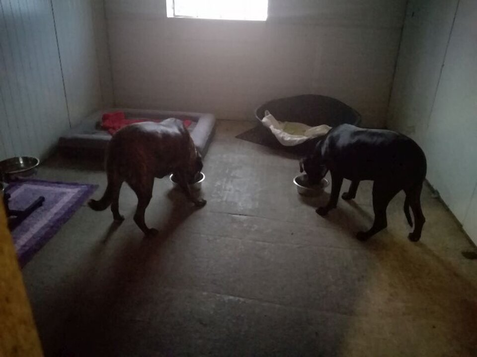 DogWaysCenter Moiken Plath - Hundephysio, Hundehotel/Pension, Hundetraining, Andreßenweg 1 in Friedrichskoog