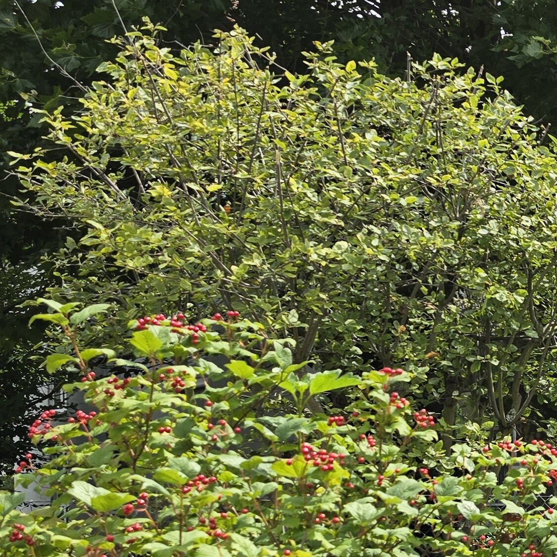 Hausmeisterservice & Gartenstyling in Offenbach Am Main