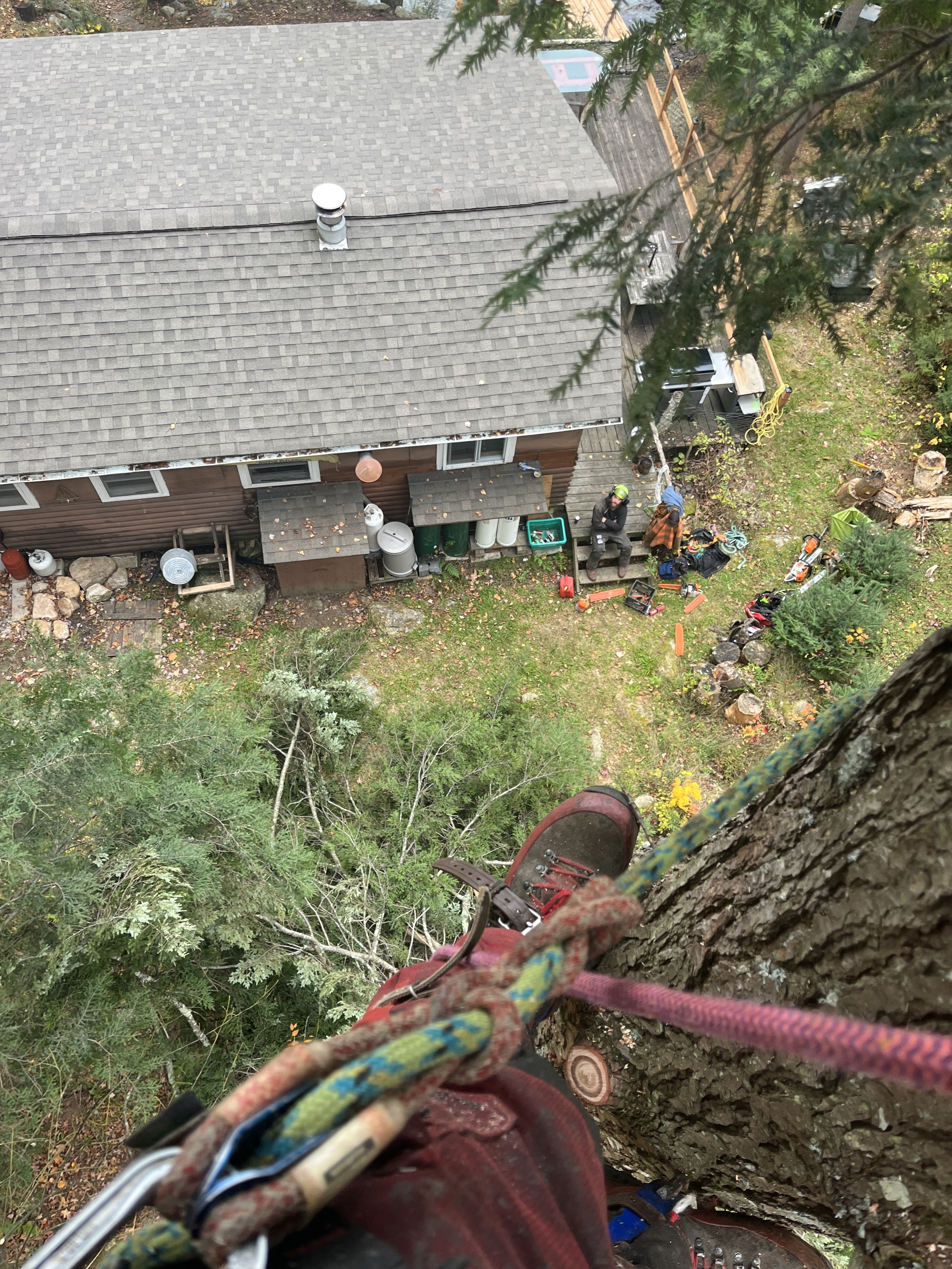 Images Élagage Frère d'Arbres