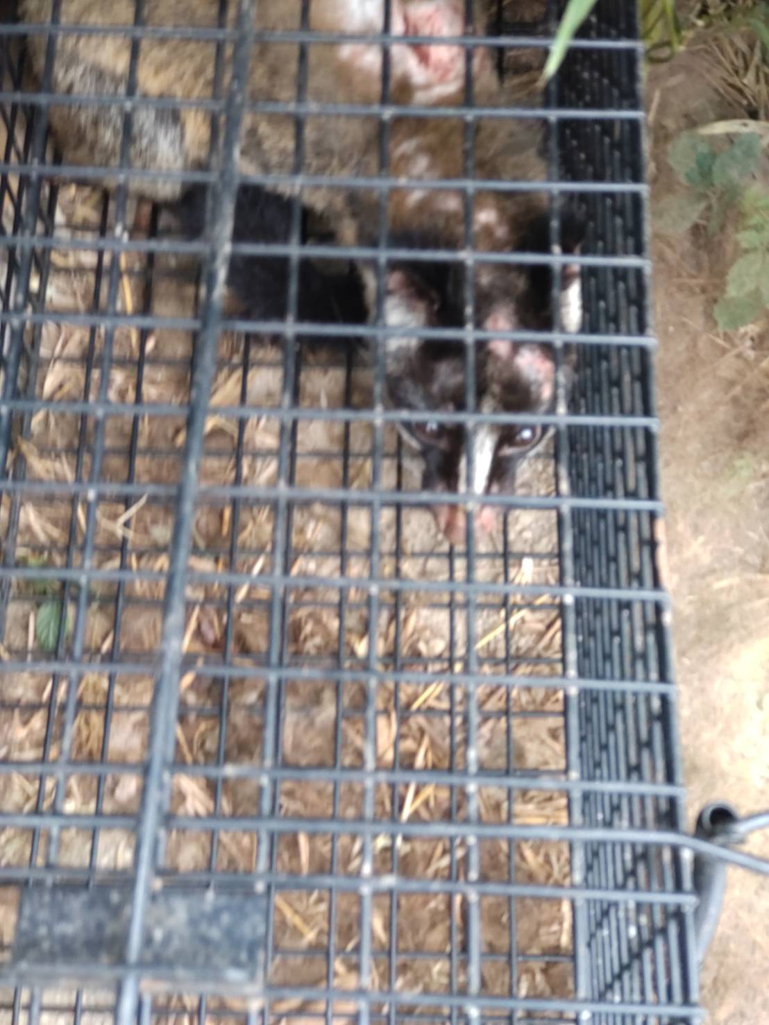 Images 富山安心駆除サービス