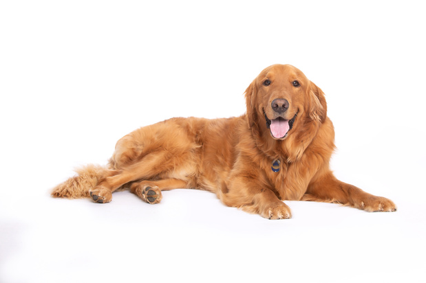 Images VCA Becker Animal Hospital and Pet Resort