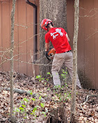 Images Advanced Arbor Professional Tree Care