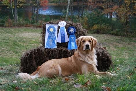 Images Stephanies Dog Training