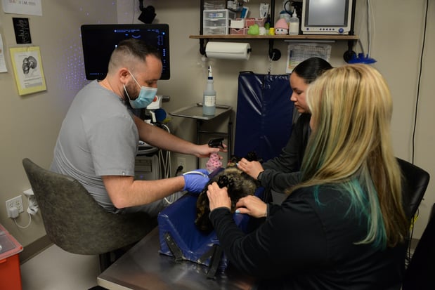 Images VCA Veterinary Referral and Emergency Center