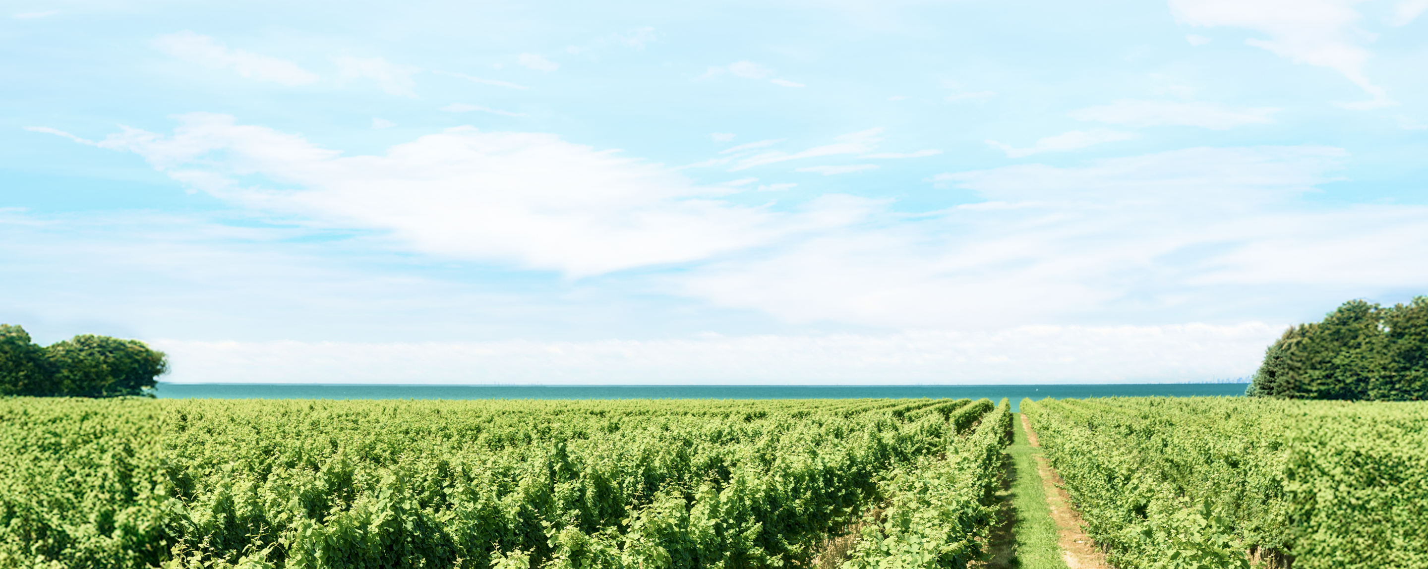 A lush green vineyard leading towards a calm blue lake on a beautiful sunny day.