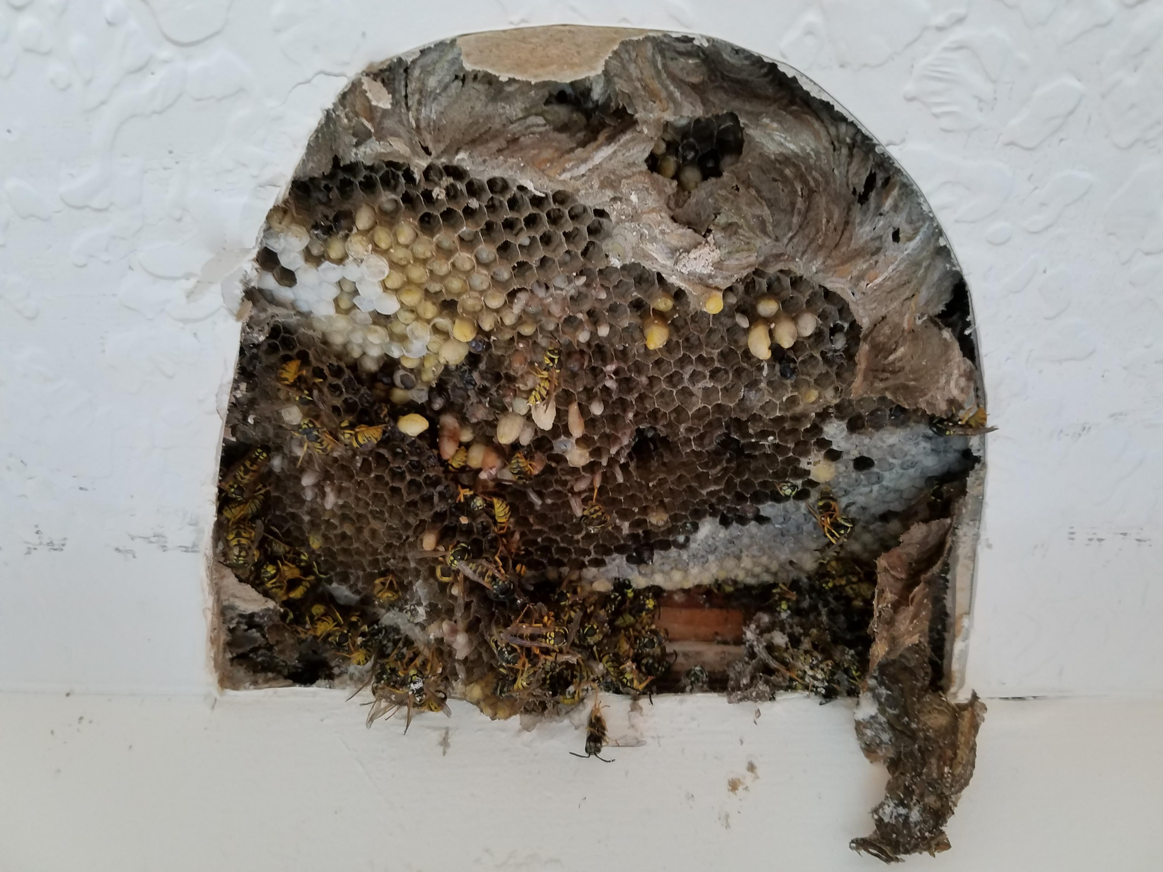 Cleveland Bee Removal