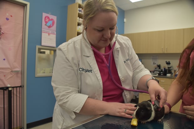 Images CityVet Veterinary Clinic & Urgent Care