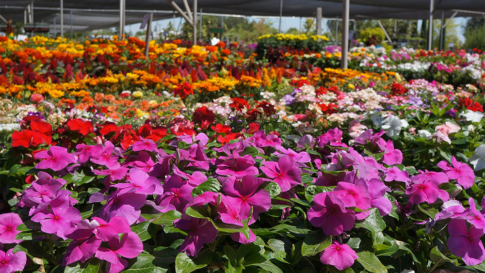 Colorful annuals & perennials on our patio.