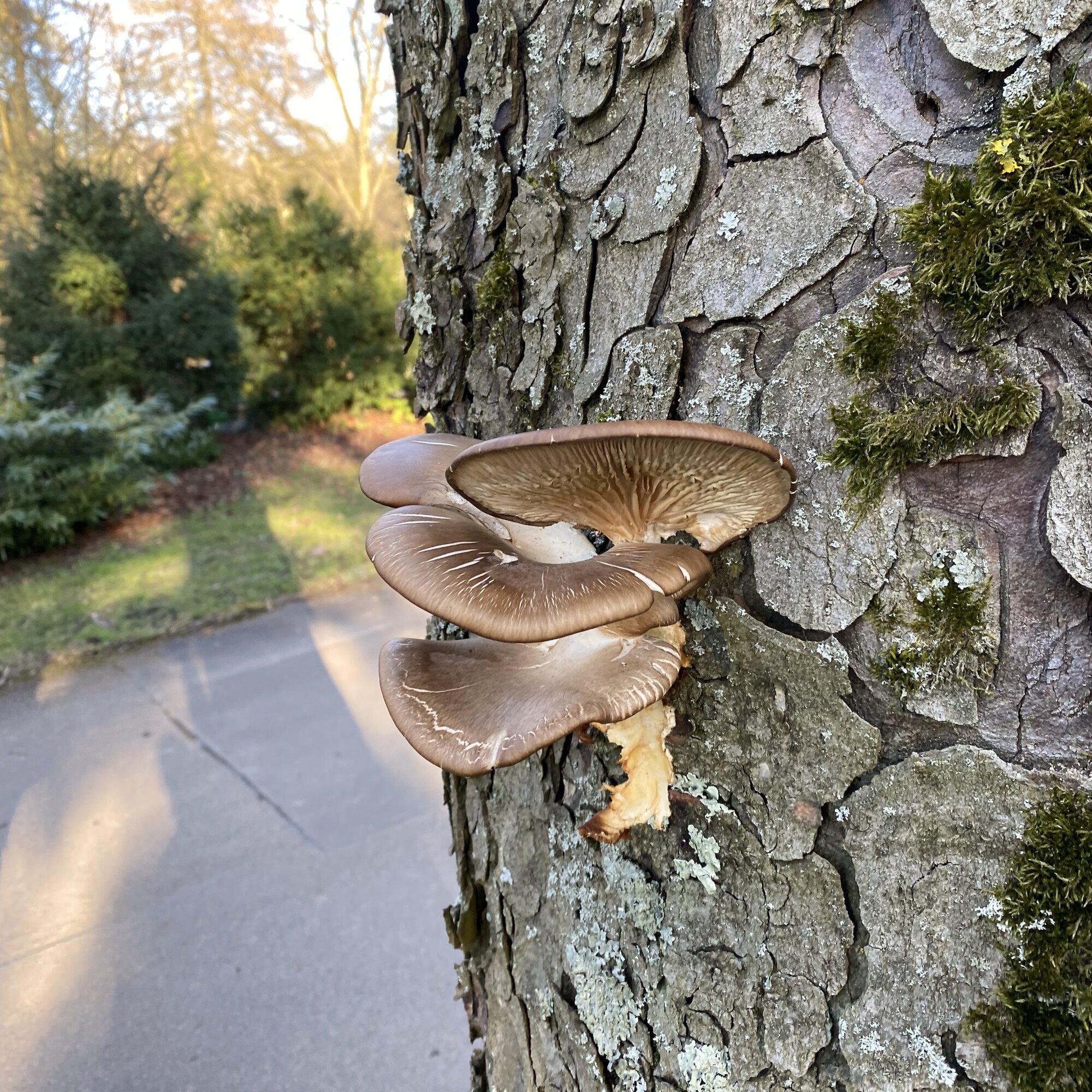 Baumdienst Behan, Im Winkel 22 in Schalksmühle