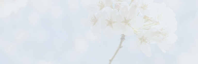 Gros plan sur de magnifiques fleurs blanches sur un arbre au printemps.