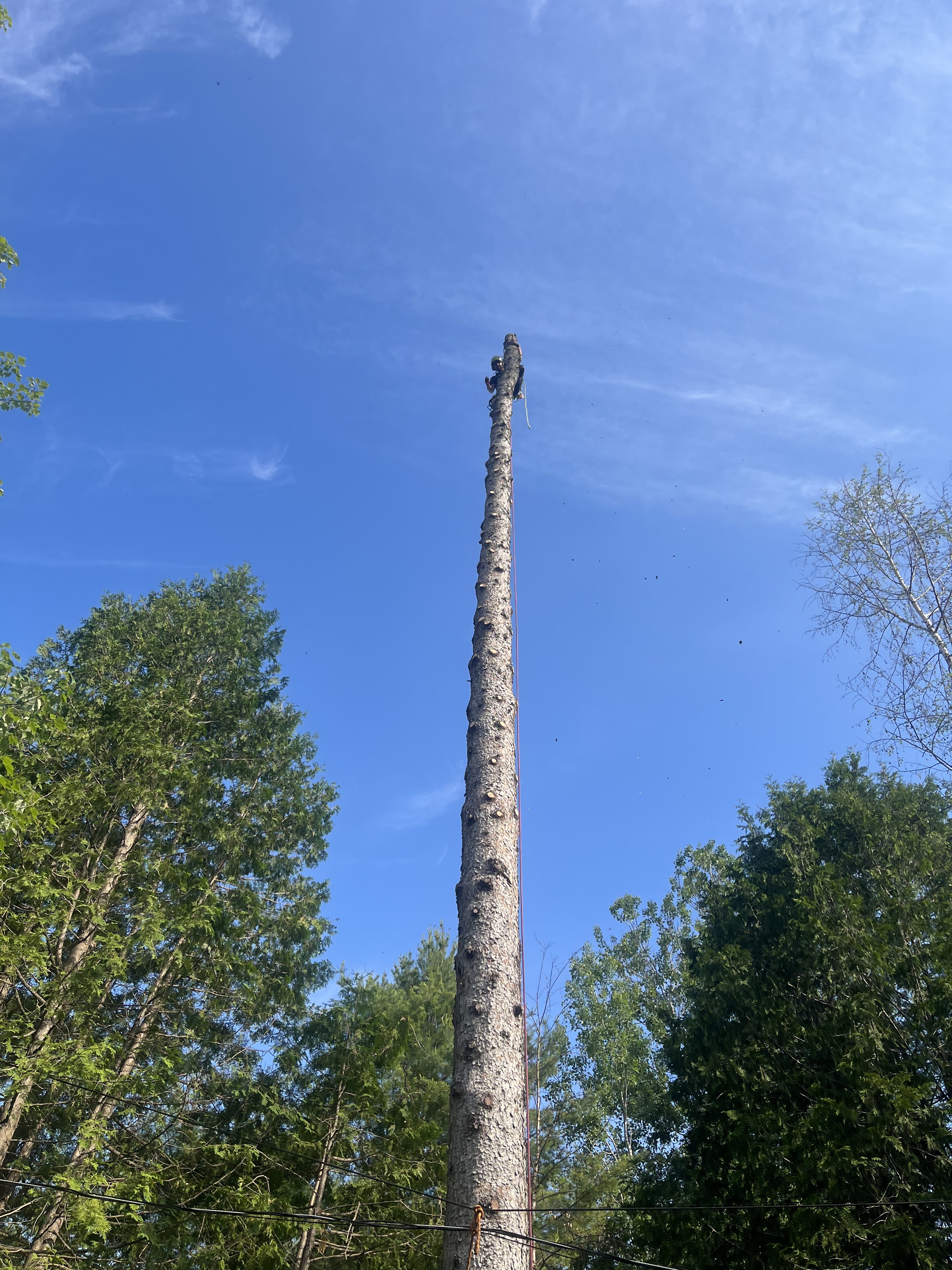 Images Élagage Frère d'Arbres