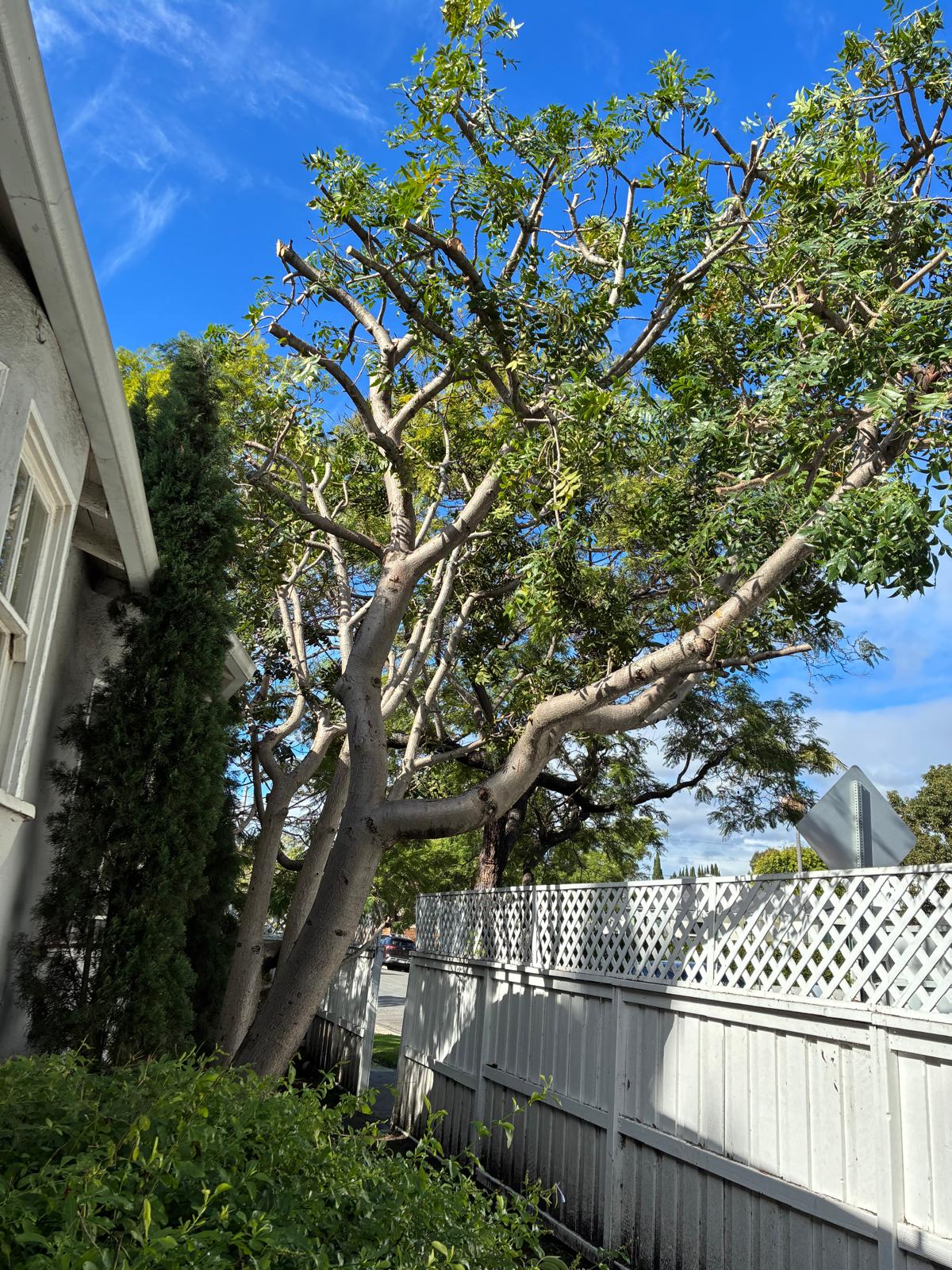 Daniel’s Tree Service Image