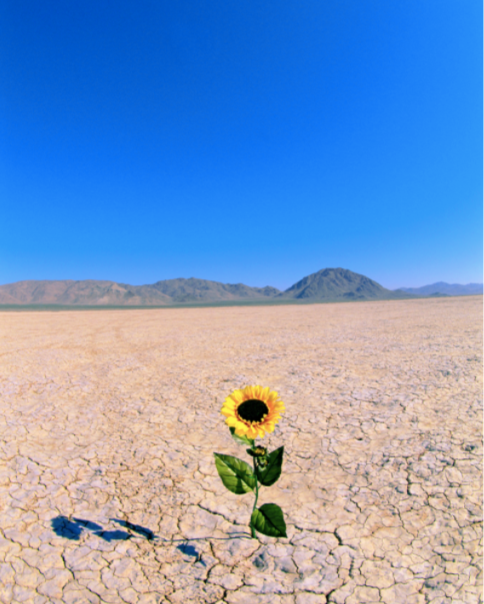 main blog image