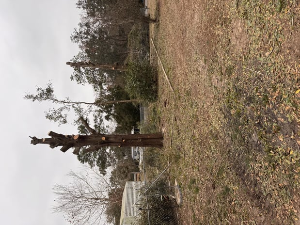 Images Trent's Tree Service The Neighborhood Arborist LLC