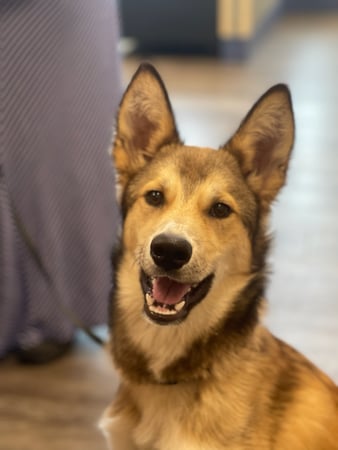 Images VCA Far Country Animal Hospital