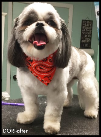 Images 4 Pawz Mobile Spa