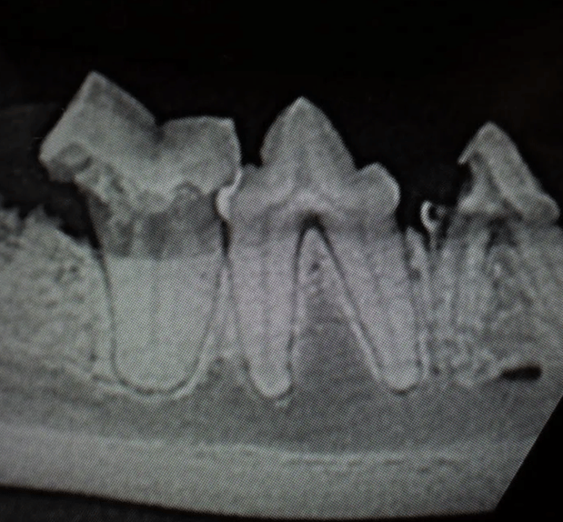 Images Calico Veterinary NYC