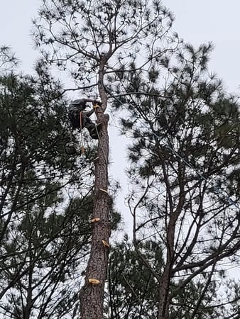 Images Carolina Tree Experts