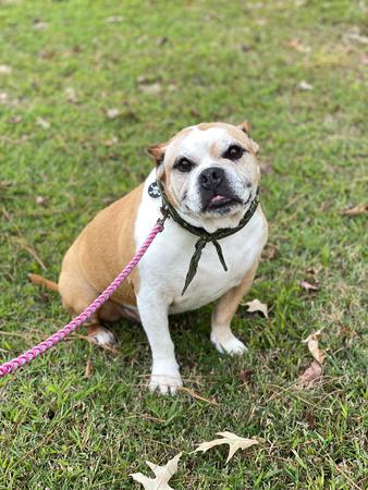 Images Space Coast Mobile Dog Grooming