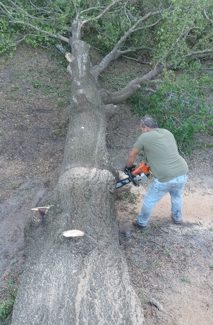 Davie's Tree Service Logo