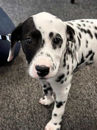 Images Marjorie Schaeffer - State Farm Insurance Agent