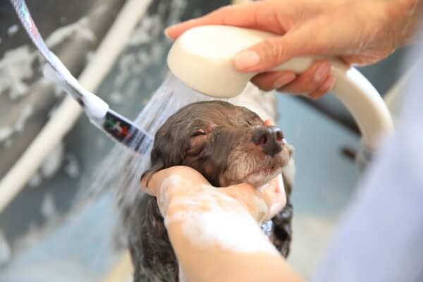 Images わんわんスタイルANNE