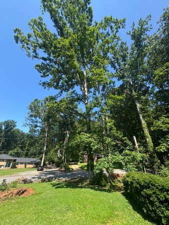 Images HMP Tree LLC