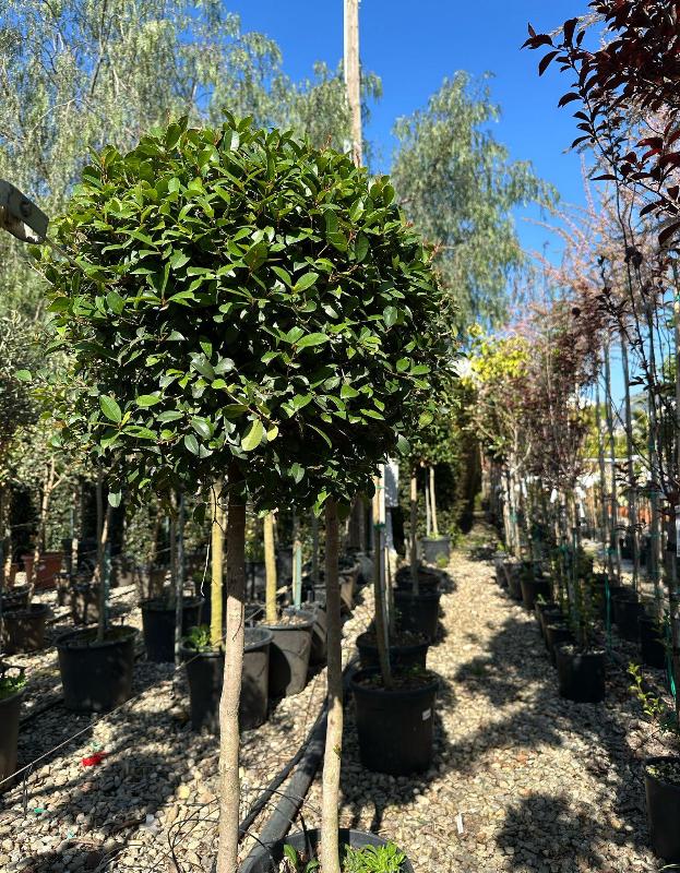 Images Piante Macri'