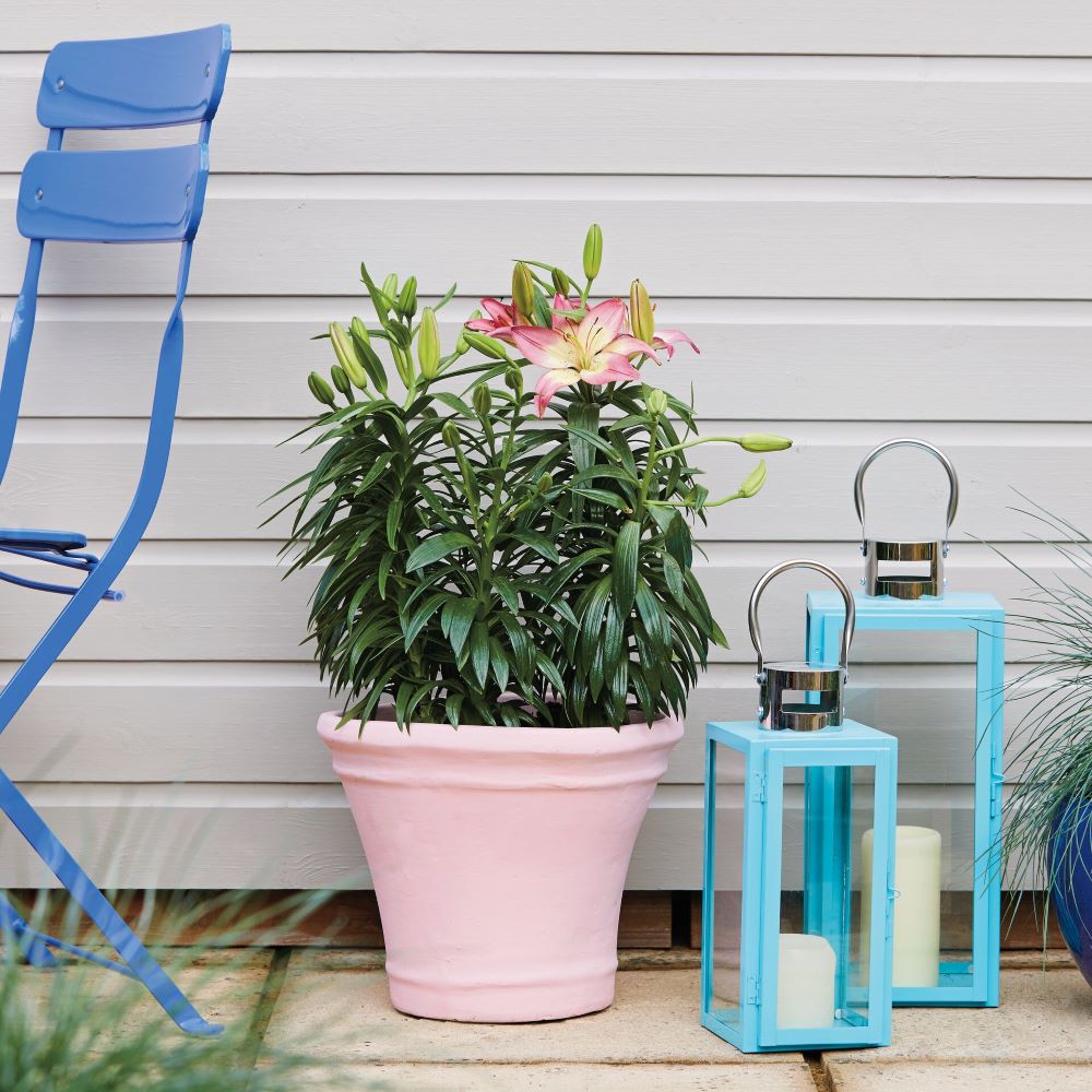 A pink plant pot in front of a painted panel wall. There are blue lanterns and a blue garden chair on either side.