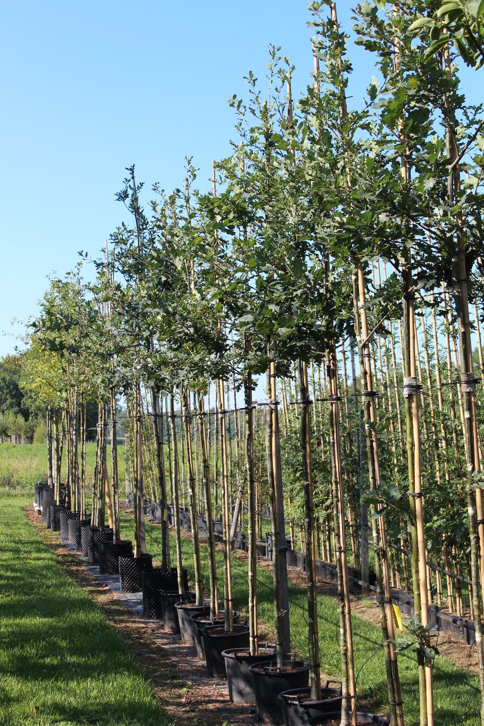 Emme Forstbaumschulen AG, Schachen 9 in Wiler b. Utzenstorf