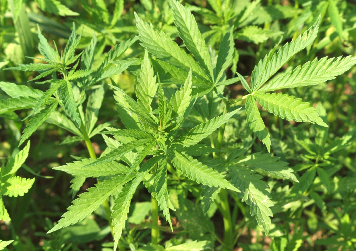 bioformtex GmbH Hanfprodukte, Industriestraße 3 in Zehdenick