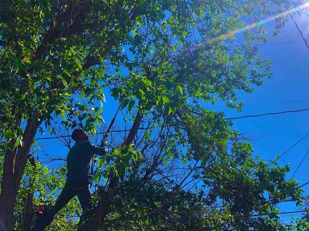Images Central Colorado Tree Service