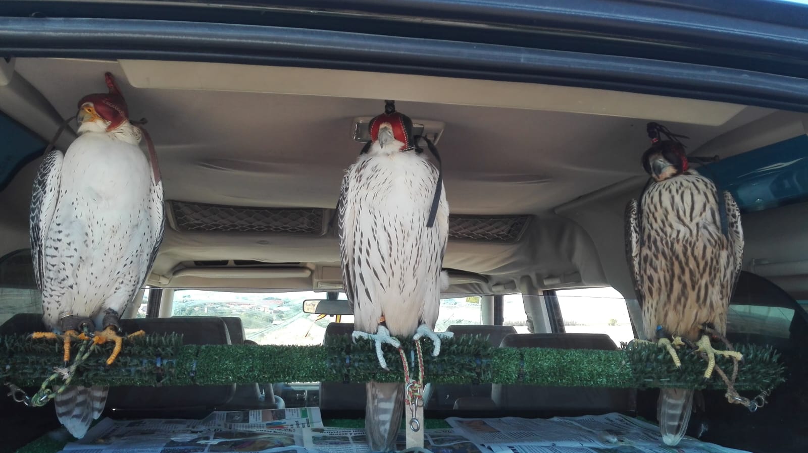 Images Bird Control Falcon S.L.