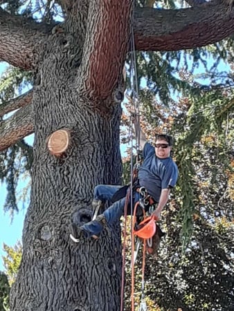 Images Aspen Tree Service, LLC