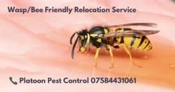 Images Platoon Pest Control